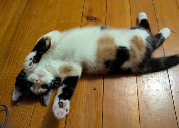 Kiki -  American Shorthair Cat for Adoption in Rochester, New York - Kiki | PetCurious