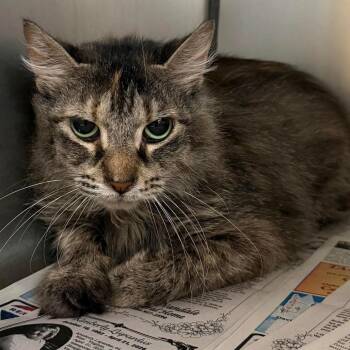Grizabella (16935) -  Domestic Long Hair Cat for Adoption in Washington, District Of Columbia - Grizabella (16935) | PetCurious