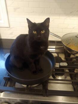 Nebula MUST BE ADOPTED AS A BUDDY -  Domestic Short Hair Cat Available for Adoption in Toronto, Ontario - Nebula MUST BE ADOPTED AS A BUDDY | PetCurious