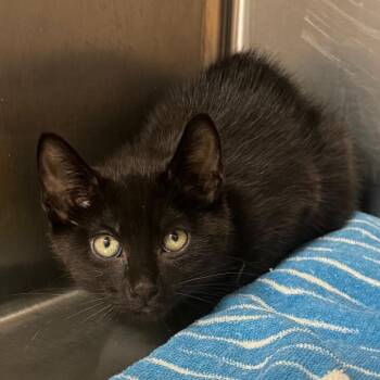 Transmission -  Domestic Short Hair Cat for Adoption - Transmission | PetCurious