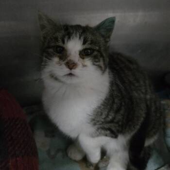 Domestic Short Hair Cats Available for Adoption - Egg | PetCurious