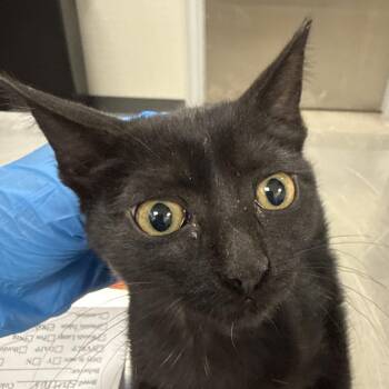 Kenzie -  Domestic Short Hair Cat for Adoption in Las Cruces, New Mexico - Kenzie | PetCurious