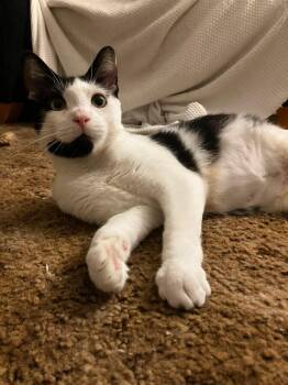 Lilly -  Domestic Short Hair Cat for Adoption in Greenwich Township, New Jersey - Lilly | PetCurious