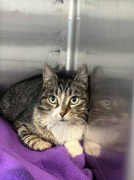 Domestic Short Hair Cats Available for Adoption - Tulip | PetCurious