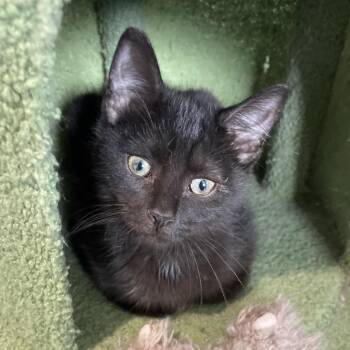 Mabel -  Domestic Short Hair Cat for Adoption in South Haven, Michigan - Mabel | PetCurious