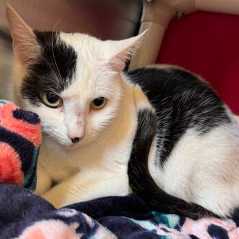 Domestic Short Hair Cats Available for Adoption in Lynchburg, Virginia - Toe | PetCurious