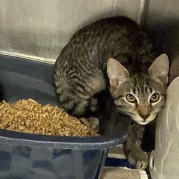 Domestic Short Hair Cats Available for Adoption in Port Charlotte, Florida - Bobby | PetCurious