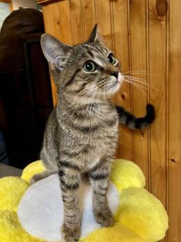Affogato -  Domestic Short Hair Cat for Adoption in Emerald Isle, North Carolina - Affogato | PetCurious