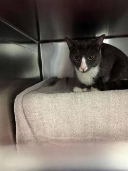 Rescue Domestic Short Hair Cats for Adoption in Montreal, Quebec - Mitten | PetCurious