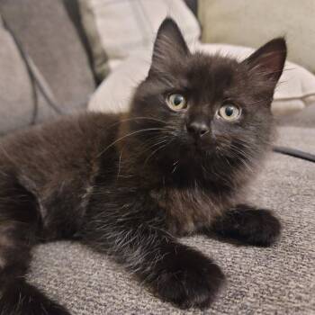 Garfield -  Domestic Long Hair Cat for Adoption in Warrensburg, Missouri - Garfield | PetCurious