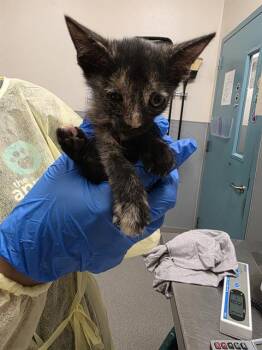 LINX -  Domestic Short Hair Cat for Adoption in Las Vegas, Nevada - LINX | PetCurious