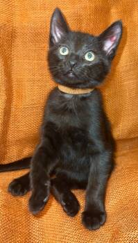 Rescue Domestic Short Hair Cats for Adoption in Millcreek, Utah - Uncle Fester | PetCurious