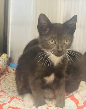 Mr. Green Eyes -  Tuxedo and Domestic Short Hair Cat Available for Adoption in Seabrook, Texas - Mr. Green Eyes | PetCurious