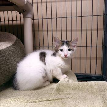 Zelda -  Domestic Short Hair Cat for Adoption in Columbus, North Carolina - Zelda | PetCurious