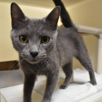 Pewter -  Domestic Short Hair Cat for Adoption in Harrisonburg, Virginia - Pewter | PetCurious
