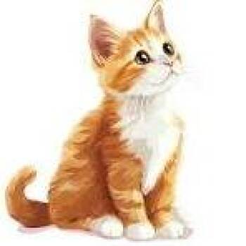 Weavis -  Domestic Short Hair Cat for Adoption in West Olive, Michigan - Weavis | PetCurious