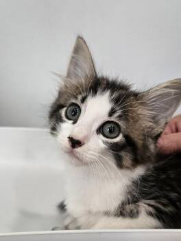 Morticia -  Domestic Medium Hair Cat for Adoption in Cleveland, Tennessee - Morticia | PetCurious