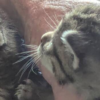 Puma -  Domestic Short Hair Cat for Adoption in Cedaredge, Colorado - Puma | PetCurious