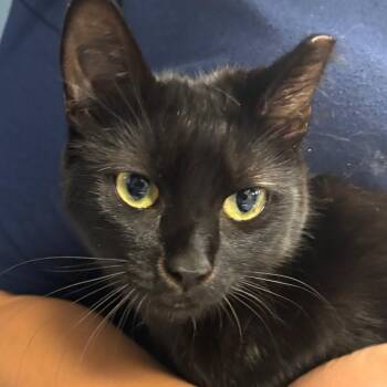 Lana -  Domestic Short Hair Cat for Adoption in Newark, New Jersey - Lana | PetCurious