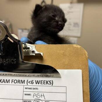 Ash -  Domestic Short Hair Cat for Adoption in Tempe, Arizona - Ash | PetCurious