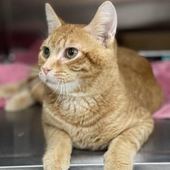 Rescue Domestic Short Hair Cats for Adoption in Jupiter, Florida - Minnow | PetCurious