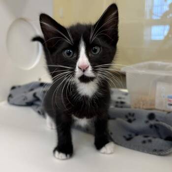 Klaus -  Domestic Short Hair Cat for Adoption in Beaumont, Texas - Klaus | PetCurious