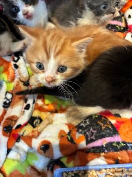 Domestic Short Hair Cats Available for Adoption in Pine Grove, Pennsylvania - Linus | PetCurious