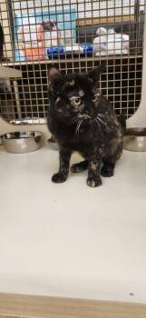 Domestic Short Hair Cats Available for Adoption - Mabel | PetCurious