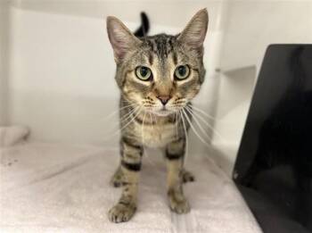 Domestic Medium Hair Cats Available for Adoption - HERMOINE | PetCurious