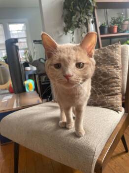 Domestic Short Hair Cats Available for Adoption in Columbia, South Carolina - Winx | PetCurious