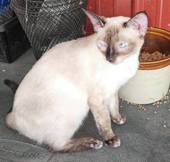 Pixie -  Siamese Cat for Adoption in Porum, Oklahoma - Pixie | PetCurious