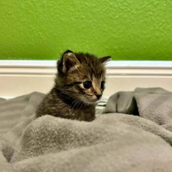 Domestic Short Hair Cats Available for Adoption in Tampa, Florida - Wombat | PetCurious