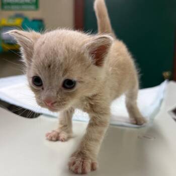 Domestic Short Hair Cats Available for Adoption in Pauls Valley, Oklahoma - Shell | PetCurious