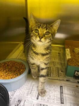 Satsuki -  Domestic Short Hair Cat for Adoption in Jackson, Tennessee - Satsuki | PetCurious
