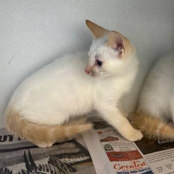 Domestic Short Hair Cats Available for Adoption in New York, New York - Alexander | PetCurious