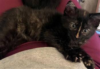 BONNIE -  Domestic Long Hair and Domestic Short Hair Cat for Adoption in Omaha, Nebraska - BONNIE | PetCurious