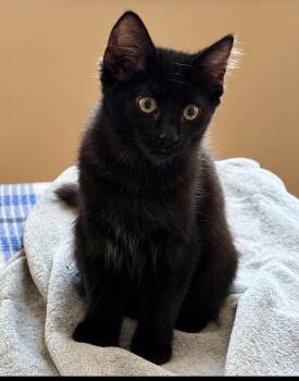 Jett -  American Shorthair and Russian Blue Cat for Adoption in San Diego, California - Jett | PetCurious