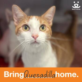 Rescue Domestic Short Hair Cats for Adoption in Houston, Texas - Quesadilla | PetCurious