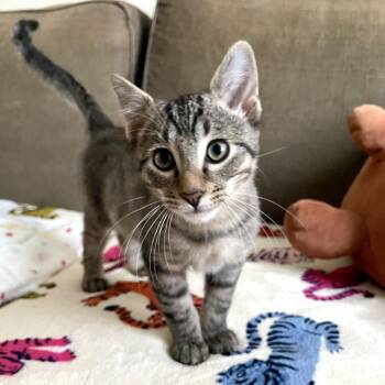Tabby and Domestic Short Hair Cats Available for Adoption - Hodge | PetCurious