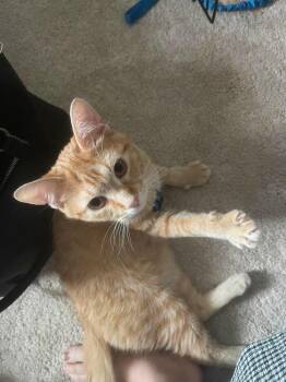 Persimmon -  Domestic Short Hair Cat for Adoption in Chicago, Illinois - Persimmon | PetCurious