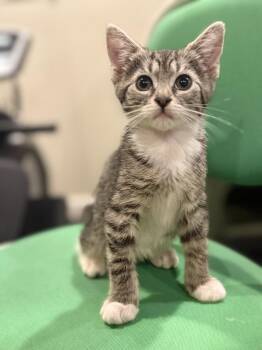 Tempest -  Domestic Short Hair and Tabby Cat for Adoption in Emerald Isle, North Carolina - Tempest | PetCurious