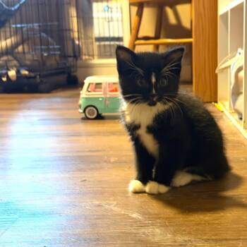 Rescue Domestic Short Hair Cats for Adoption in Belfair, Washington - Socks | PetCurious
