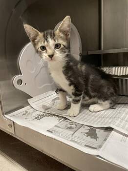 Rescue Domestic Short Hair Cats for Adoption in Aurora, Illinois - GERRY | PetCurious