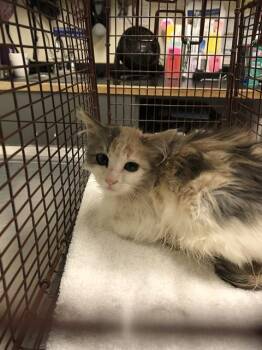Rescue Domestic Medium Hair Cats for Adoption in Long Beach, California - RONDA | PetCurious