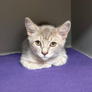 Munchkin -  Domestic Short Hair Cat for Adoption in Sarasota, Florida - Munchkin | PetCurious