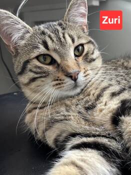 Tabby Cats Available for Adoption - Zuri | PetCurious
