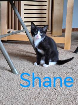 Shane -  Domestic Short Hair and Tuxedo Cat for Adoption in Omaha, Nebraska - Shane | PetCurious