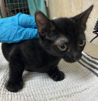 Rescue Domestic Short Hair Cats for Adoption in Honolulu, Hawaii - Garbanzo | PetCurious