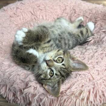 Applejack -  Domestic Short Hair Cat for Adoption in Ferndale, Washington - Applejack | PetCurious