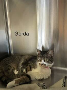 Rescue Domestic Short Hair Cats for Adoption in Knoxville, Tennessee - Gorda | PetCurious